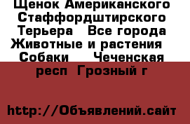 Щенок Американского Стаффордштирского Терьера - Все города Животные и растения » Собаки   . Чеченская респ.,Грозный г.